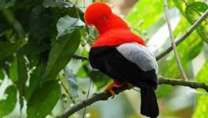 Andean rock cockerel neoficiální symbol republiky peru